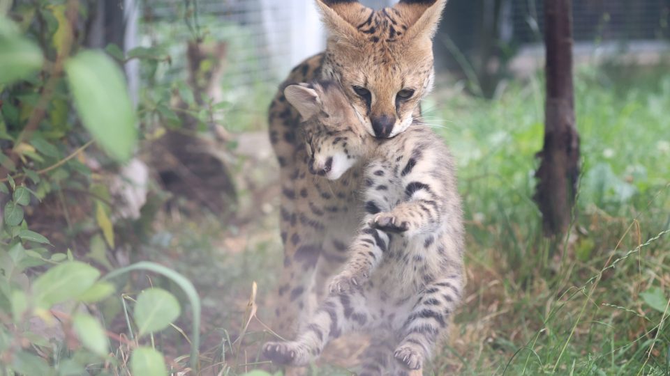 Dvorský safari park se chlubí novými mláďaty servalů