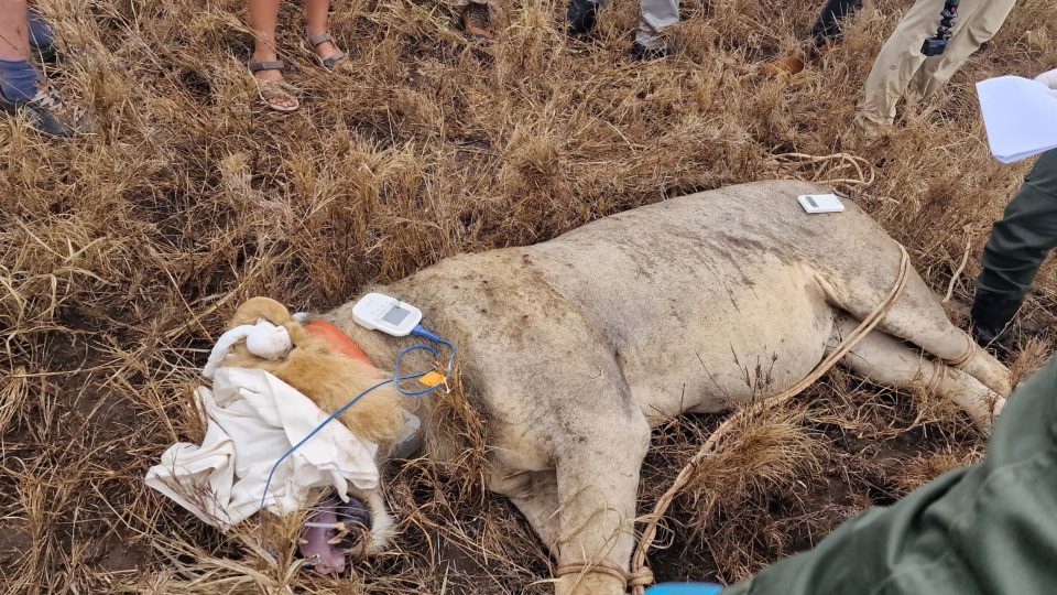 Česko-africký tým vědců nasazuje obojek jednomu ze lvů