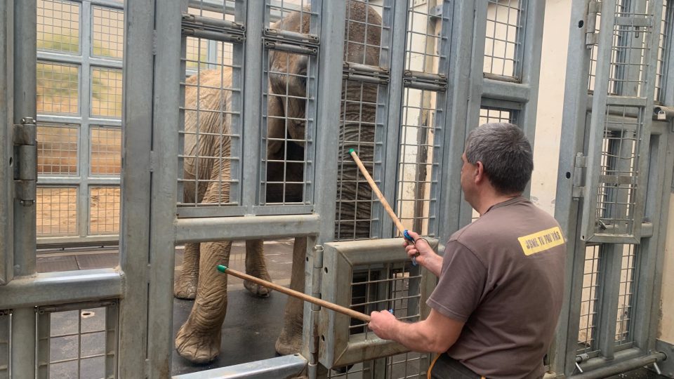 Slonice Drumba se ve dvorském safari parku učí spolupracovat s lidmi