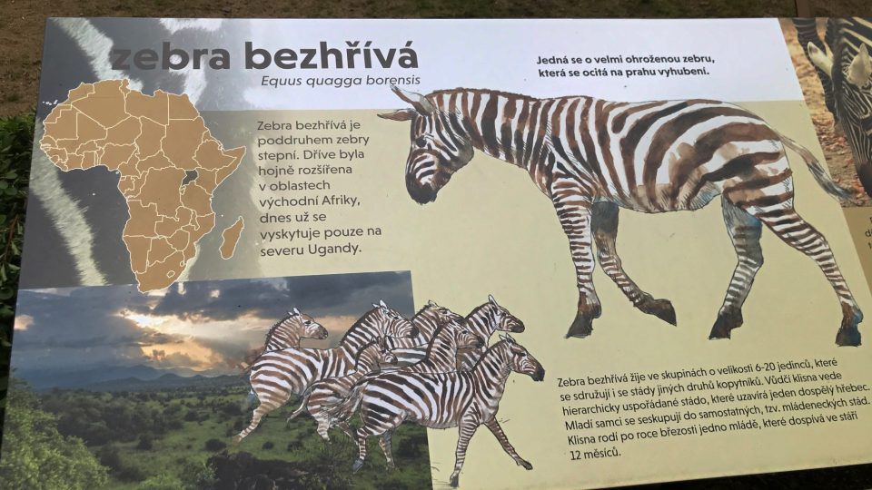 Zebra bezhřívá je na pokraji vyhynutí. Ve volné přírodě, na severu Ugandy, se její populace odhaduje asi na 300 kusů