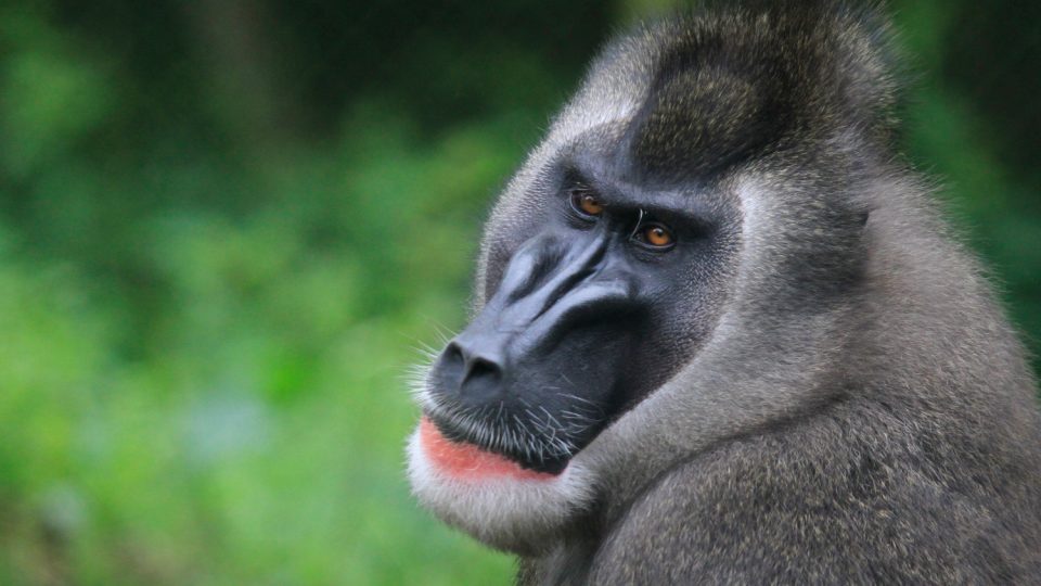 Safari Park Dvůr Králové se jako jediná zoo v České republice a na Slovensku úspěšně věnuje chovu drilů černolících