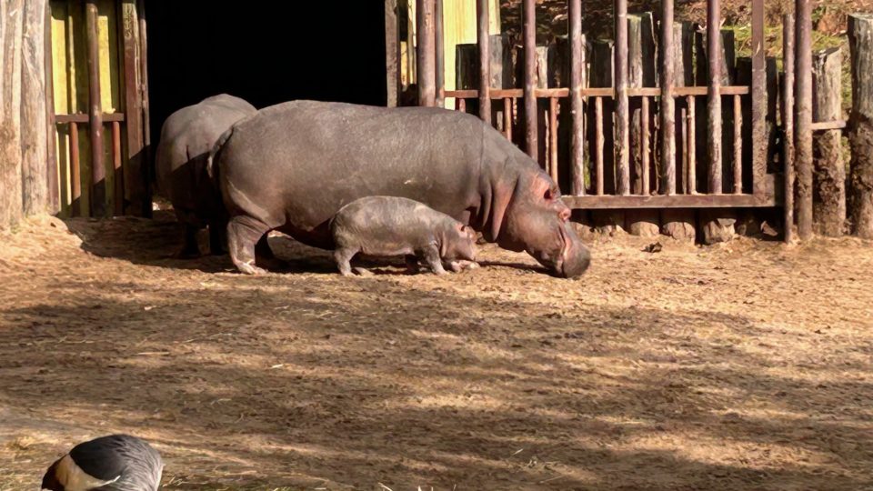 Hroši se ve dvorském safari parku stěhovali do svého zimoviště