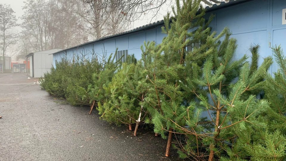 V rámci celé České republiky rozváží lesníci přes 100 stromků do 20 nemocnic