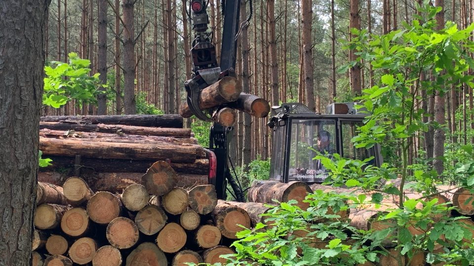 V Česku usychají tisíce hektarů borových lesů. Důvodem je extrémní sucho