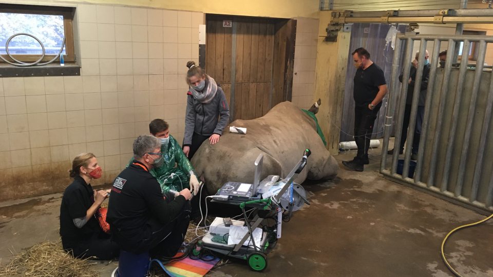 Expertům z IZW Berlín se při listopadovém odběru podařilo v německé ZOO Schwerin odebrat samicím jižního podruhu nosorožců 26 vajíček