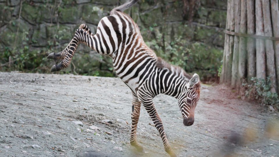 Nový projekt záchrany kriticky ohrožené zebry bezhřívé