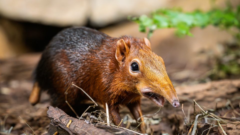 První mládě bércouna Petersova! Ve dvorském safari parku mají obrovskou radost ze vzácného přírůstku