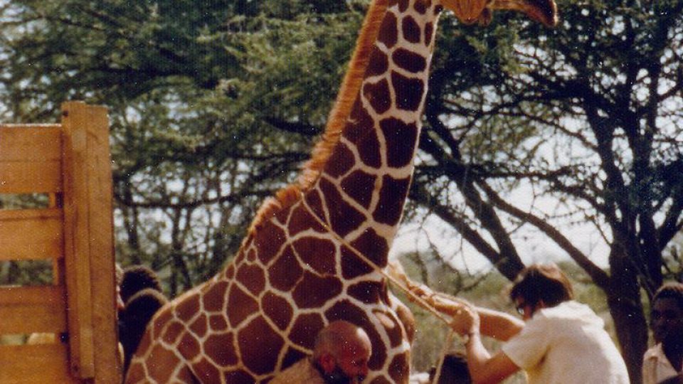 Josef Vágner při odchytu žirafy