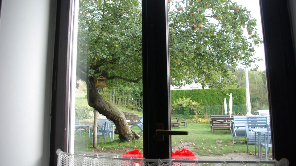 Pohled na jabloň z okna hostince u Lidmanů v Machovské Lhotě
