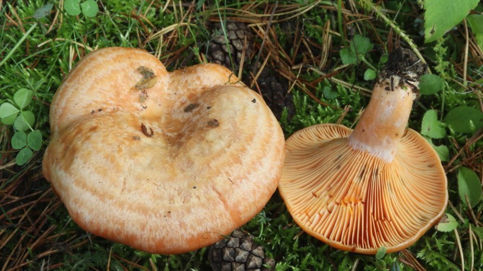 Houbový kuchař Oldřich Jindřich nafotil 1.500 druhů hub. Zde ryzec pravý