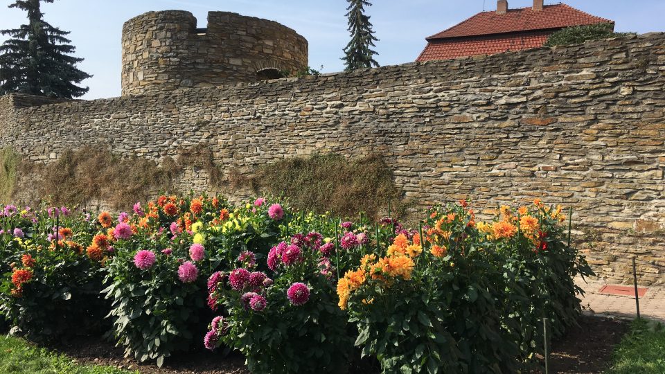 Jiřinkové slavnosti jsou v České Skalici připraveny