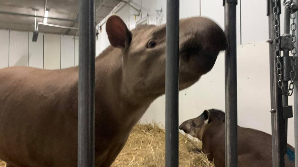 Zoopark Stěžery nově obývají dva samci tapíra jihoamerického
