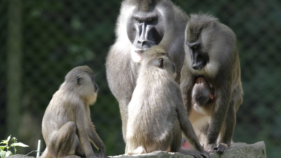 Safari Park Dvůr Králové se jako jediná zoo v České republice a na Slovensku úspěšně věnuje chovu drilů černolících