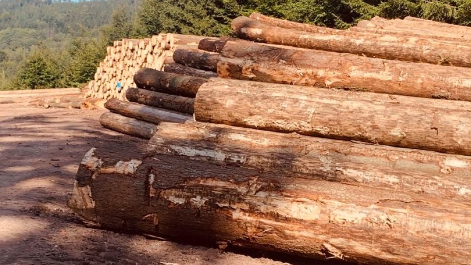 Část lesů v CHKO Broumovsko zasáhla letos kůrovcová kalamita nevídaných rozměrů