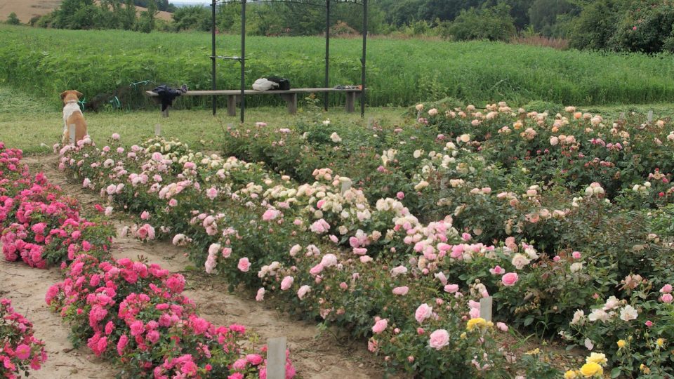 Pavilonek jako oáza pro návštěvníky Růžové zahrady Pelcových ve Skuřině