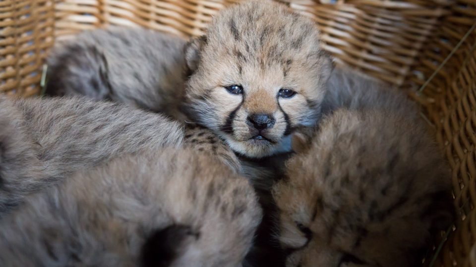 Pět mláďat porodila v Safari Parku Dvůr Králové samice geparda Spirit