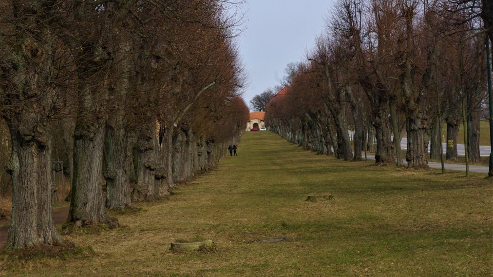 Čtyřřadá lipová alej v Jičíně