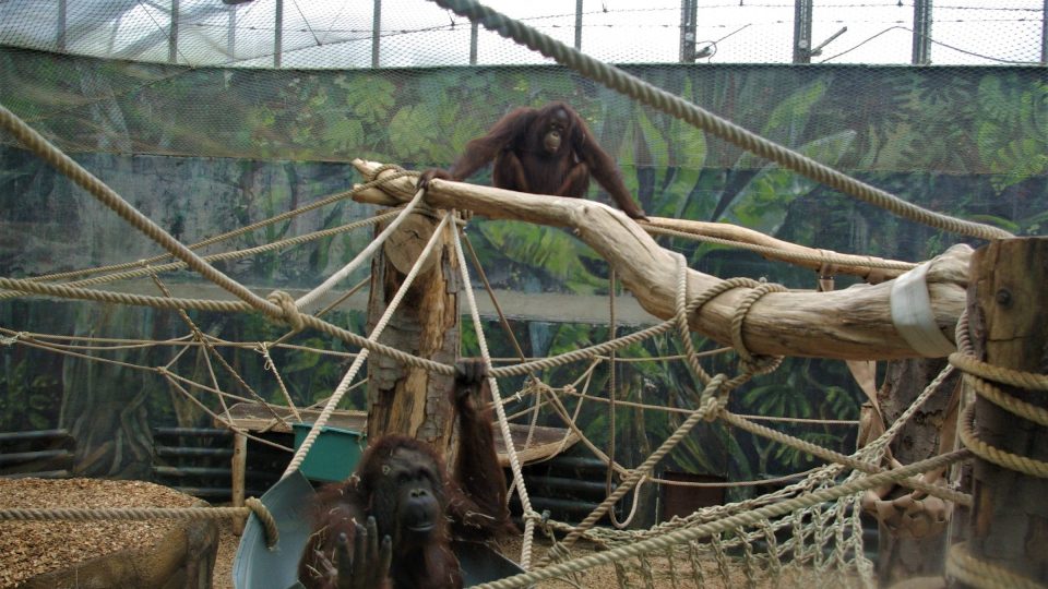 Pozdrav od orangutanů bornejských