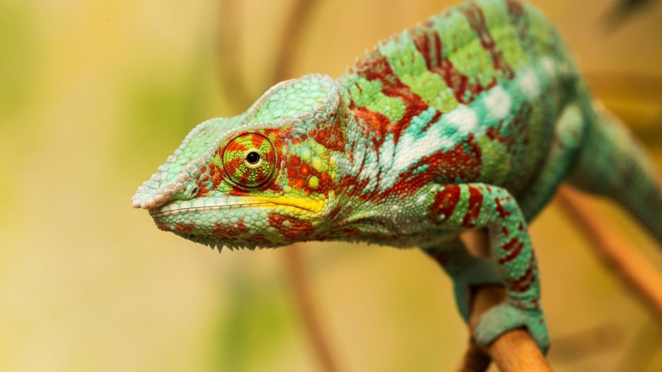 Chameleon pardálí