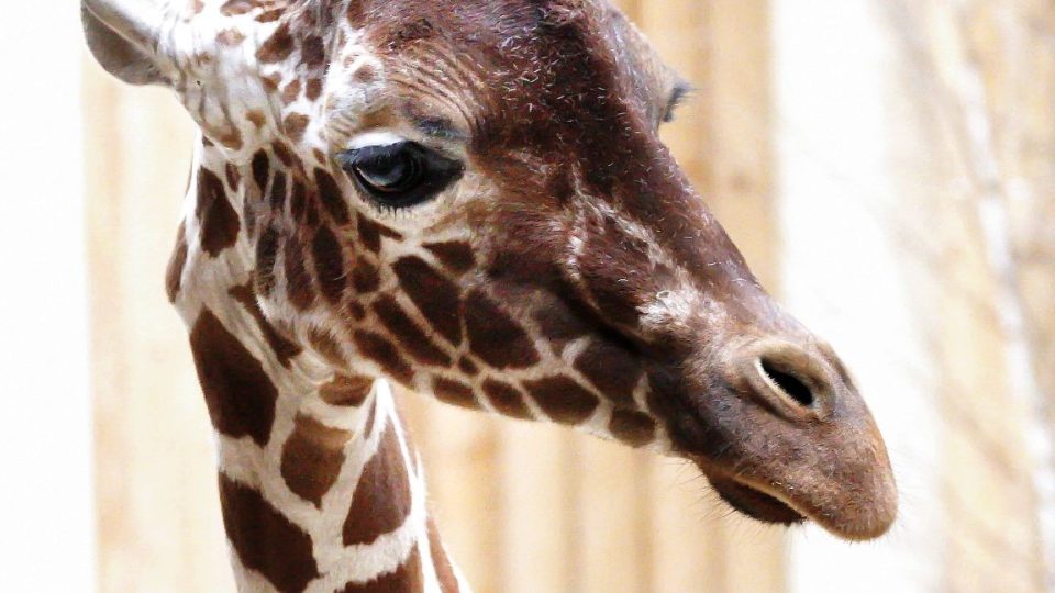 Žirafa síťovaná v Safari Parku Dvůr Králové