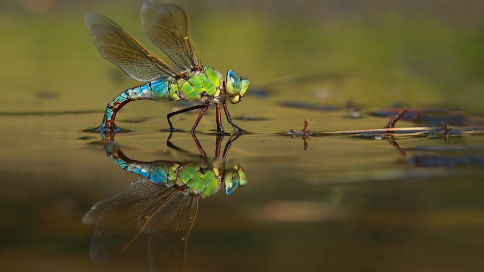 Miluji fotografování orosených vážek v ranním jemném světle