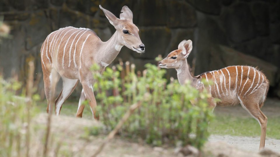 Největší chované stádo kudu malých na světě uvidíte v Safari Parku Dvůr Králové