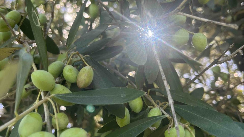 Podzim v Itálii? Slaví se úplně vše, nejvíc ale „zelené zlato“, tedy olivový olej, říká Blanka Malá