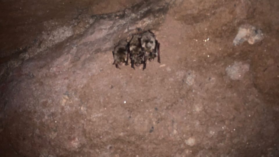 Na Broumovsku sčítají v podzemních štolách netopýry, kteří tam tráví zimu v hlubokém spánku