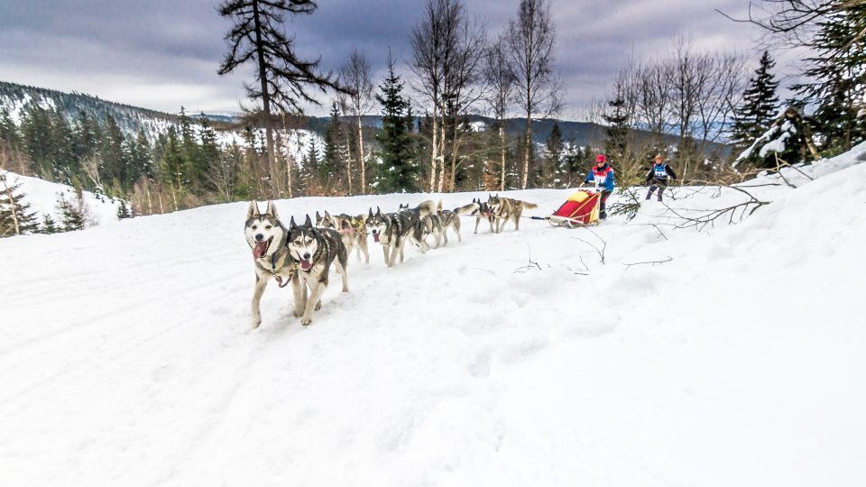Ledová jízda v Krkonoších je specifická tím, že jedou psi, musher, sáně a ještě lyžař