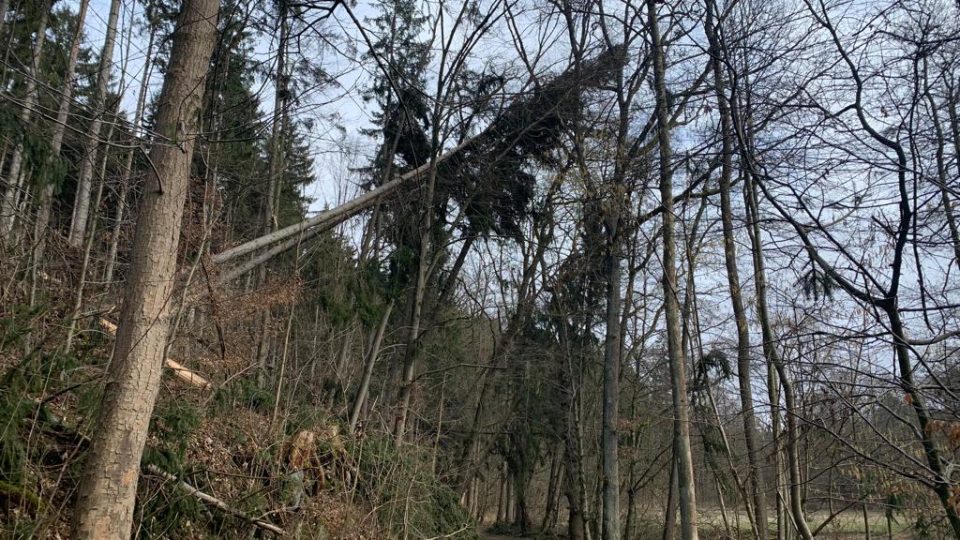 Začal úklid lesa Včelný u Rychnova nad Kněžnou, kde řádila vichřice