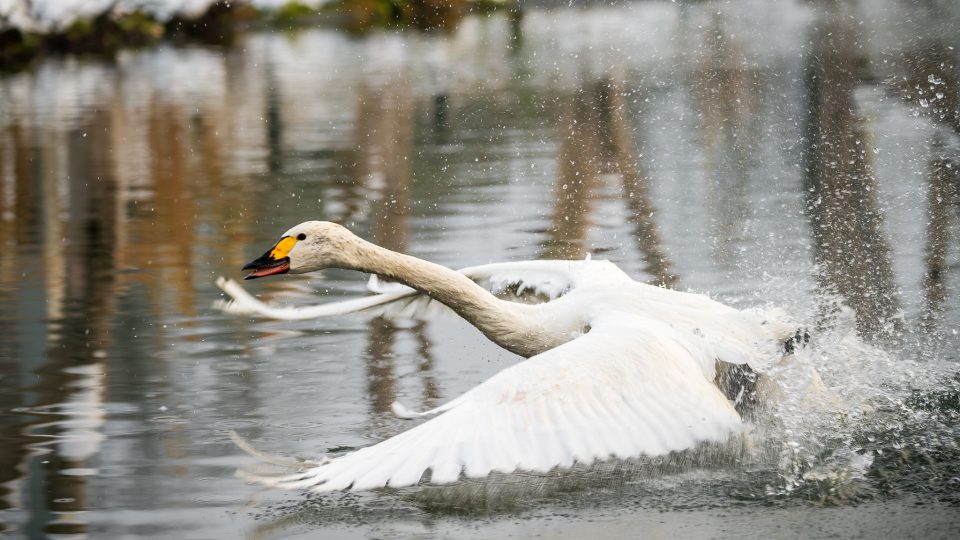 Dvorská zoo poskytla přes zimu azyl labutím malým ze severu Evropy