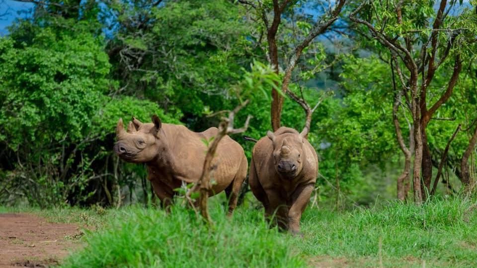 První nosorožci ze Dvora Králové byli ve Rwandě vypuštěni do volné přírody