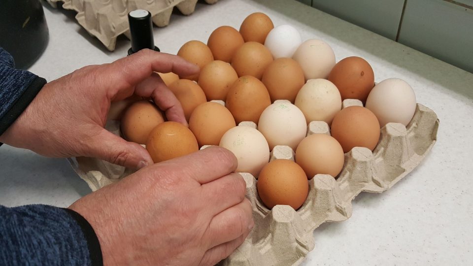 Celkem třikrát až čtyřikrát projde vajíčko rukama farmáře, než odjede k prodejcům nebo přímo k zákazníkům