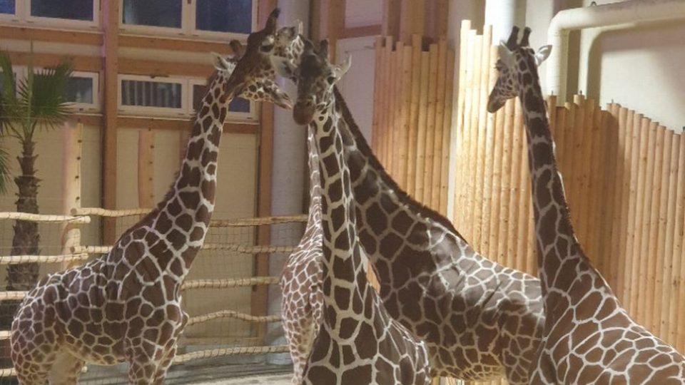 Chov žiraf v Safari Parku Dvůr Králové úspěšně pokračuje