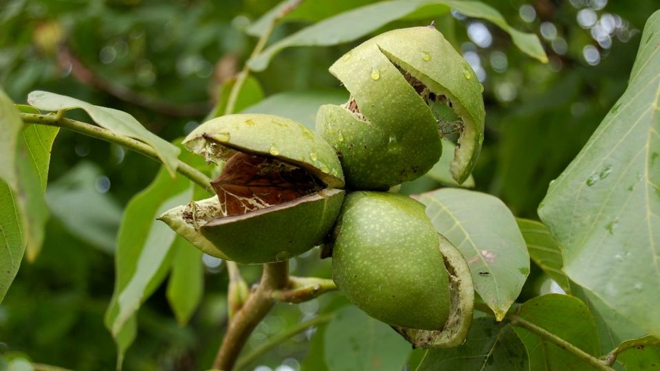Zdravé ořechy mají rubinu zelenou až do sklizně