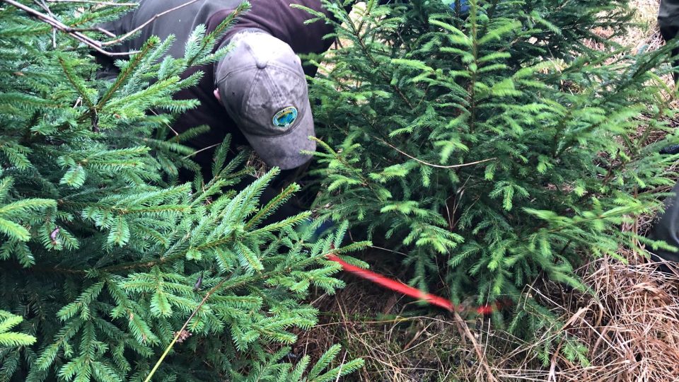 Strážci Krkonošského národního parku začali vyřezávat takzvané vánoční ekostromky