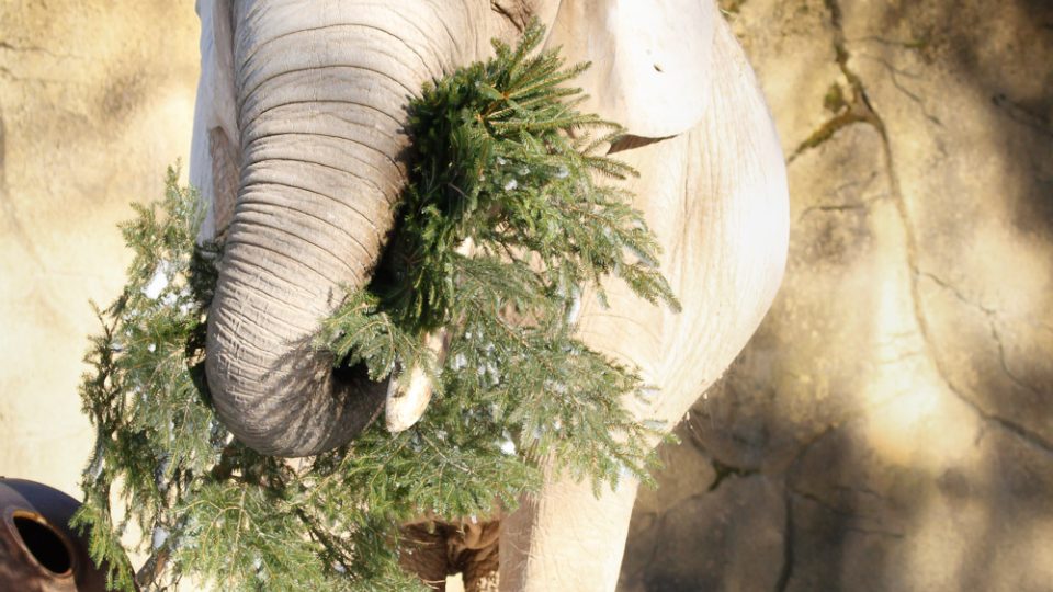 Slonice na zimní procházce a při konzumaci vánočních stromečků