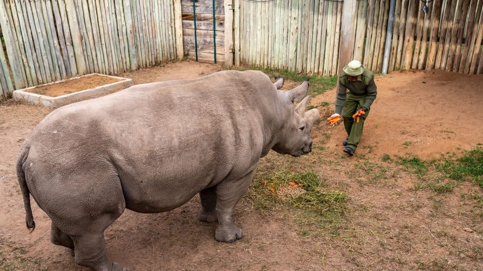 Rekordní čtyři nová embrya v projektu na záchranu bílého severního nosorožce