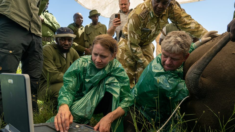 Projekt BioRescue na záchranu severního bílého nosorožce