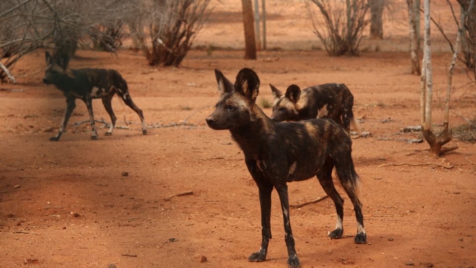 Psi hyenoví v záchranné stanici v tanzanském národním parku Mkomazi