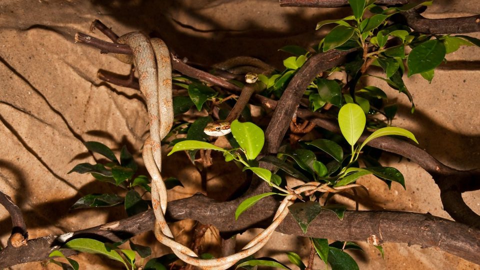 Africký jedovatý had liánovec kapský - rodiče při páření 