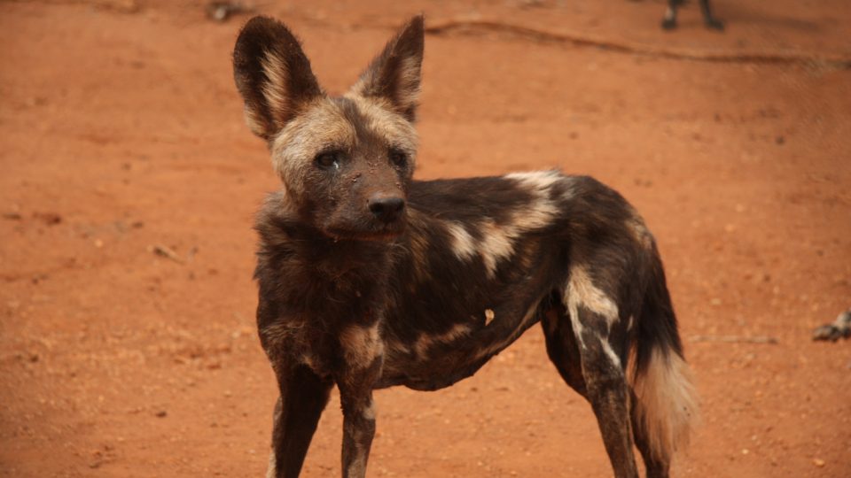 Psi hyenoví v záchranné stanici v tanzanském národním parku Mkomazi