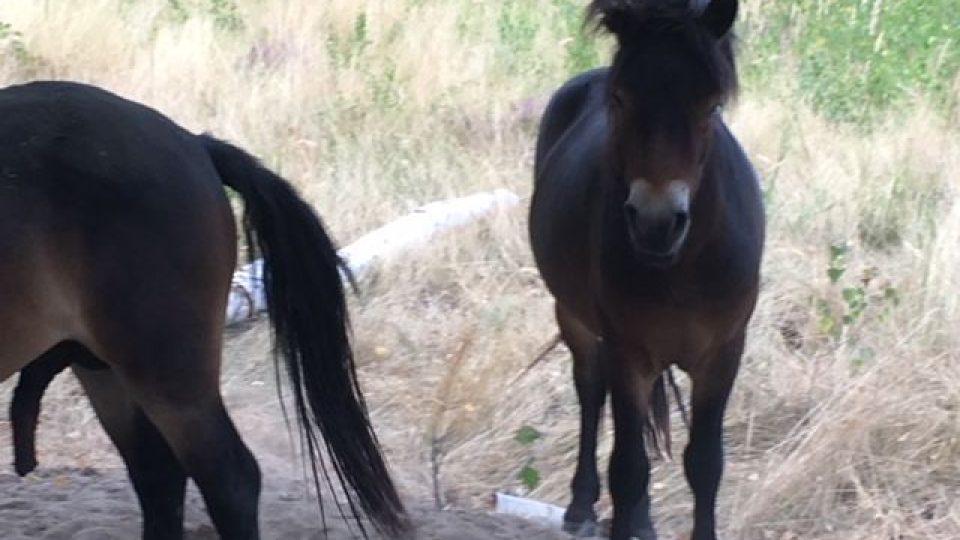 Ochranáři si pobyt exmoorských poníků Na Plachtě v Hradci Králové velmi pochvalují