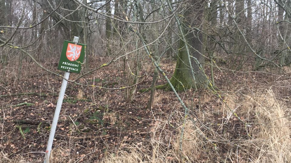 V přírodní rezervaci Zbytka nedaleko Českého Meziříčí začali ochranáři s čištěním lesa