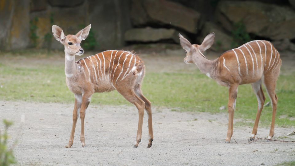 Největší chované stádo kudu malých na světě uvidíte v Safari Parku Dvůr Králové