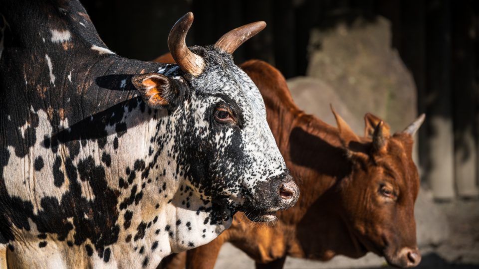 Dětská zoo je prakticky přístupná po celý rok