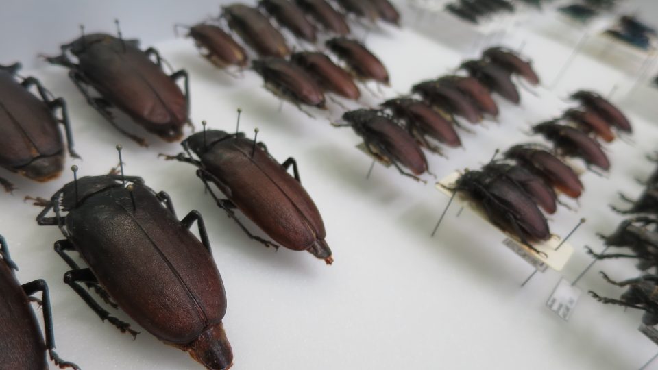 Entomolog Vladimír Kubík se svou unikátní sbírkou ve studiu Českého rozhlasu Hradec Králové
