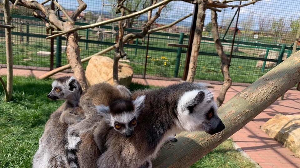 Farma Wenet na Broumovsku se může pochlubit mláďaty vzácných lemurů