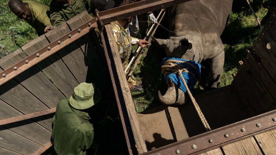 Projekt BioRescue na záchranu severního bílého nosorožce