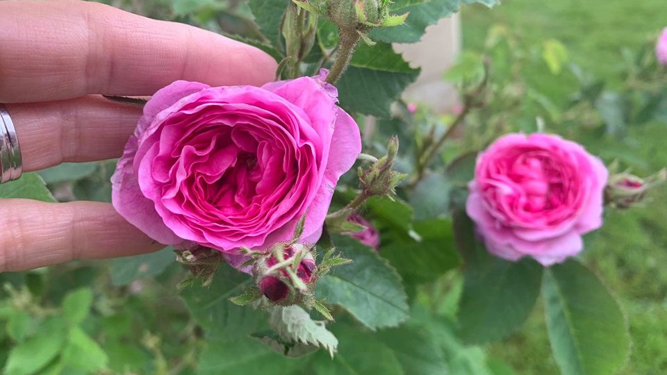 V unikátním zámeckém rozáriu v Častolovicích začaly kvést první růže
